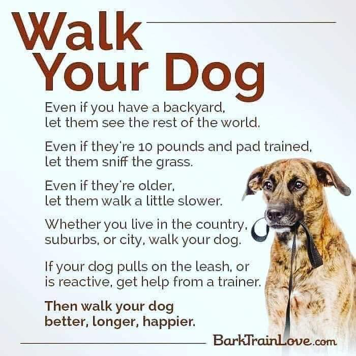 walk your dog