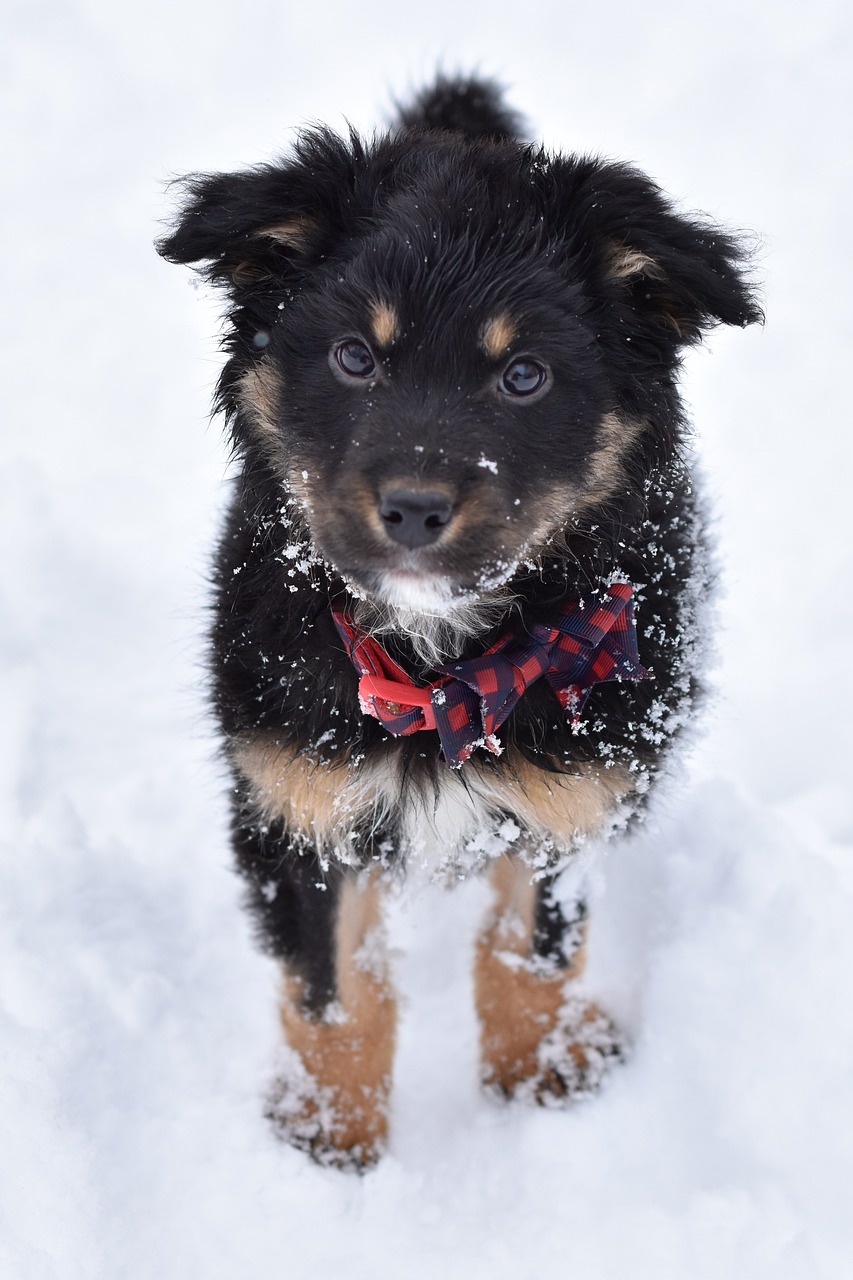 Protect dog's paws in winter